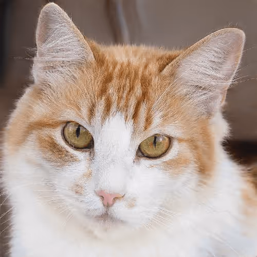 Item #106393158711752592444527764053332067386103257112262188176365272320458407018497 Media