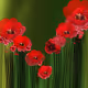 flowers by Naty