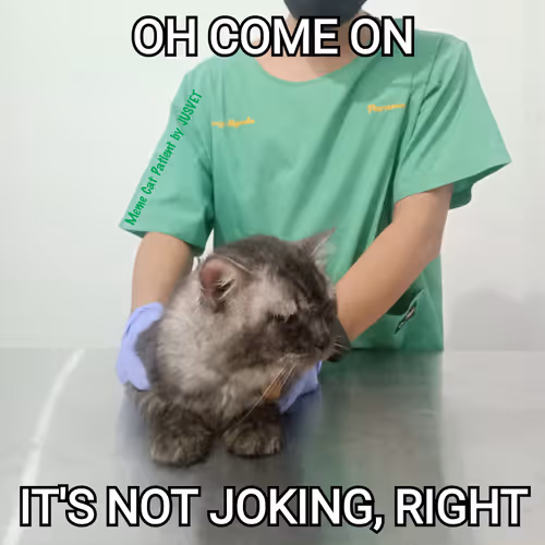 Item #66477539835856069096883734032497373162095528014310058326281939868985522651137 Media