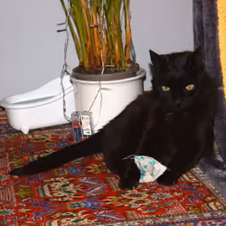 Rotating Black Cat