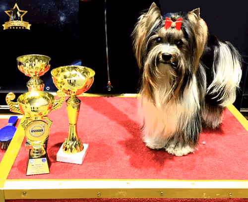 Item #38667131167011634385541907782208186835961873608250228940362662776022404956161 Media