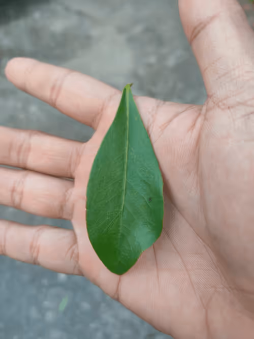 Item #31081804352330578596568685091517160537930858517835942894700270025197104398337 Media