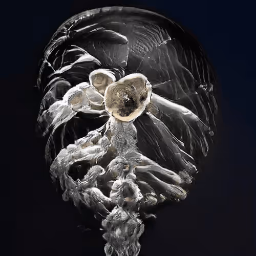 Item #93923887731966639760197662534300547726212510779526051617655967301920006078465 Media