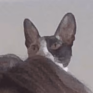 cat hair