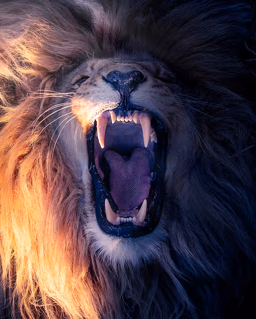 Item #113521178305738834012148518391550550346987699669126125358931063146910727536650 Media