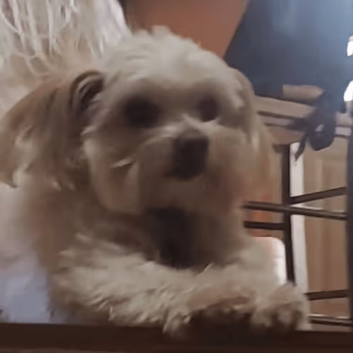 Untitled Collection #60941383