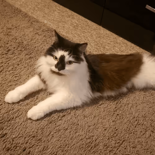 Item #13161020314009032005485822086301964352885579695205061807387255072826048118785 Media