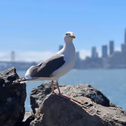 Birdy