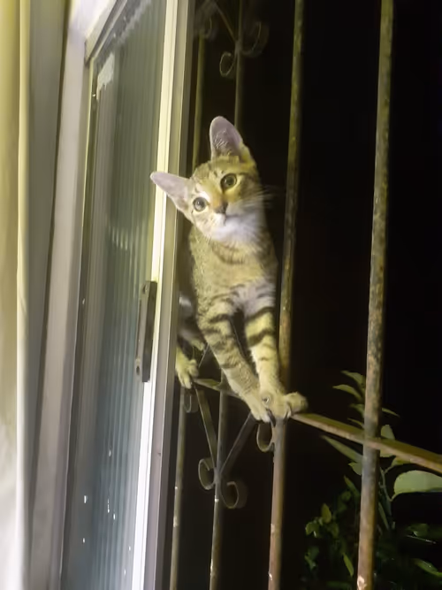 Item #4206968959528382267850550168117913088191590325513865346546053370349969473537 Media