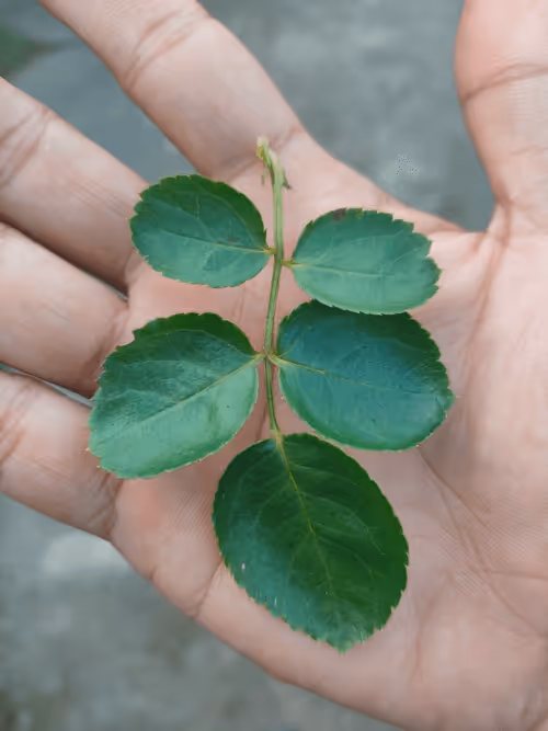 Item #31081804352330578596568685091517160537930858517835942894700270026296616026113 Media