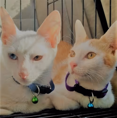 Item #14104396689618554962243873128153200317550099460847037678338740656581170429953 Media