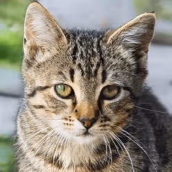 106393158711752592444527764053332067386103257112262188176365270317148221210625