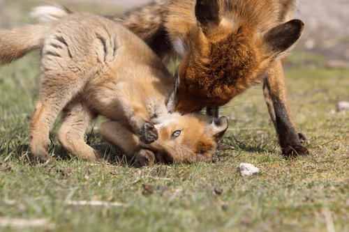 Item #13941605867614837690918824446887130433588477775612288025294768838322620989441 Media