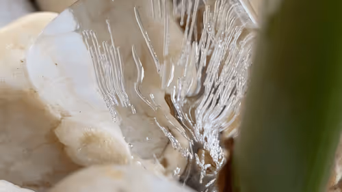 Untitled Collection #30709033