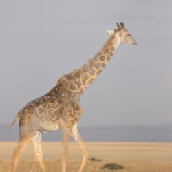 11276162529628641556553056529614973332754405277106184420845744811316428668929