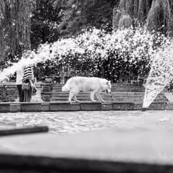 White Dog
