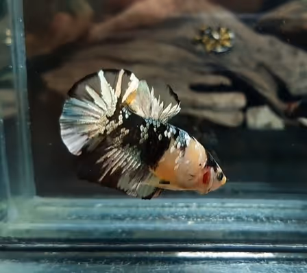 Item #22500392105474070130466108516619626333115346841346024857682996887219140034561 Media