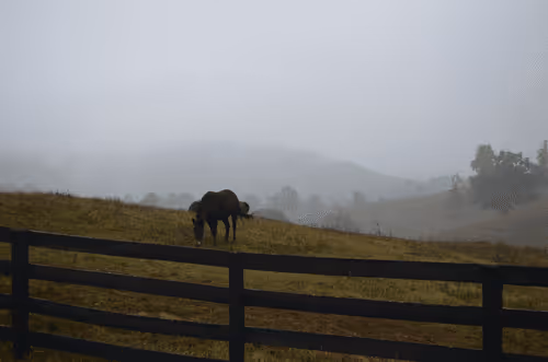 Untitled Collection #170998351