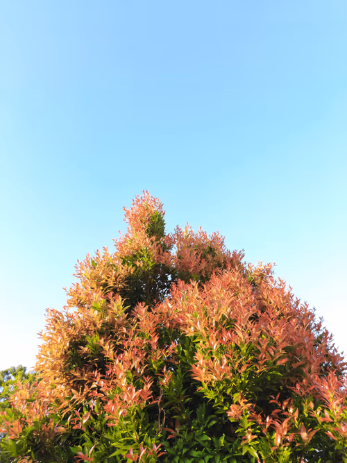 Item #78774018974347764357765192518377150739749637856503949941232678392984818941953 Media