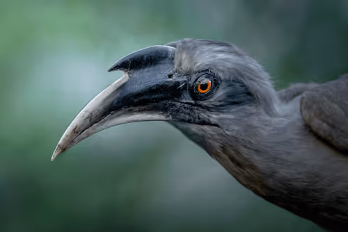 61684684013370051227163866082320023750896296023852719411798081119325358391321