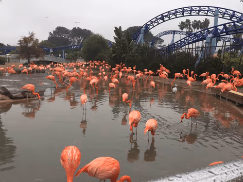 Item #68992994871678840230737782920192836034454221596587270053419323753772192104449 Media