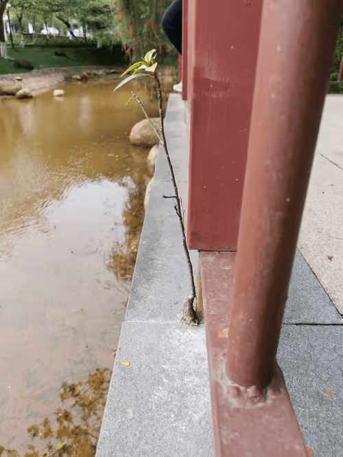 Item #105057883243597752943893910039238115039509970010382678399475215122393504677889 Media