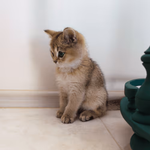 Item #85779533797330856680551245112287399753979626451492036541087858569594798080001 Media