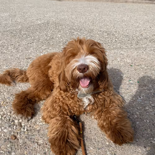 Barkster