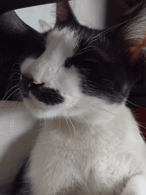 Item #89331665747570926078978904565151837822788080939742704876963867115000082464769 Media