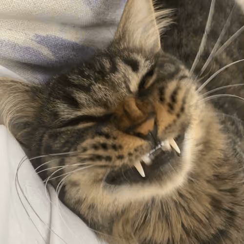 hehehe pussy