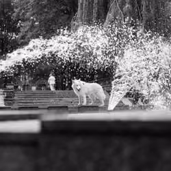 White Dog 2