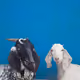 97497755847461375678523617819811476184404288143220892377097388806942224285697