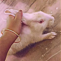 RABBITA MATATA !!!