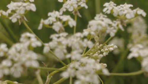 Item #98679578177621649628089872010712381059223698631184272161596299627860947107841 Media