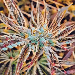 Cannabis Flower - Atomic Collider #1