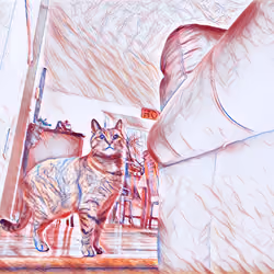 CatintheHouse #2