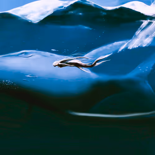 Item #81121077220667045526137009096340936931103808902154362015995235566645214707713 Media