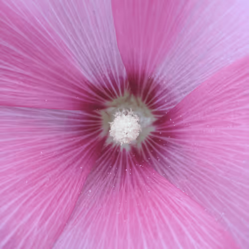 Item #53581876738018030526296833198765097323208142745183468553001527168726990848001 Media