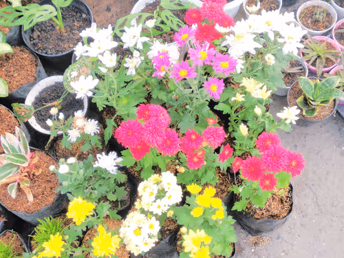 Untitled Collection #286480522