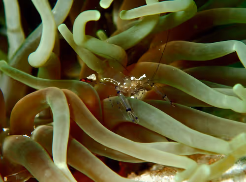 Underwater Unseen Thailand