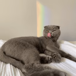 slleappsh.
