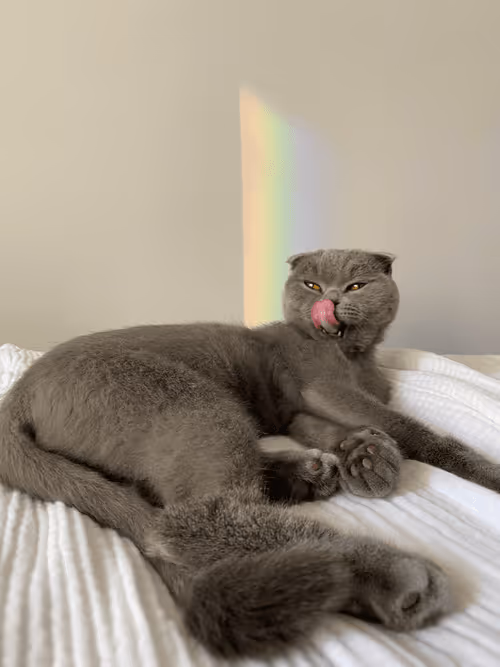 Item #71751047679511305985011817054352364605504148284906352718983005695746892627969 Media