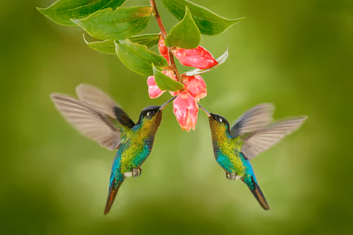 Item #25621925064279012681246301446131385931262547461970292834419122486075533033473 Media