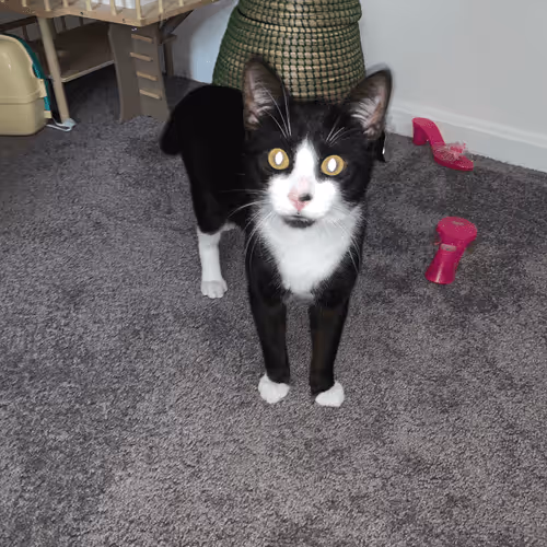 Item #56937418916831690344170106104467843486995693402147890445663849937400630345729 Media