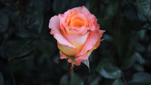 Item #68327891815088974381680309106564733444446266155657330601700582130388087865345 Media