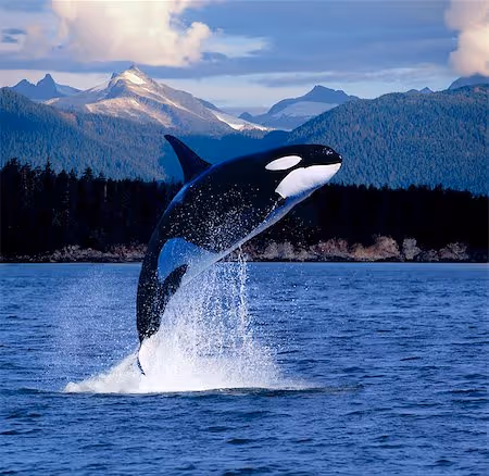 Item #87692977617620504080286535357934861591487939869052464479791002971765393588225 Media