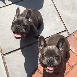 99031261785432219130552668818269695456905868997165113515571762364331207950337