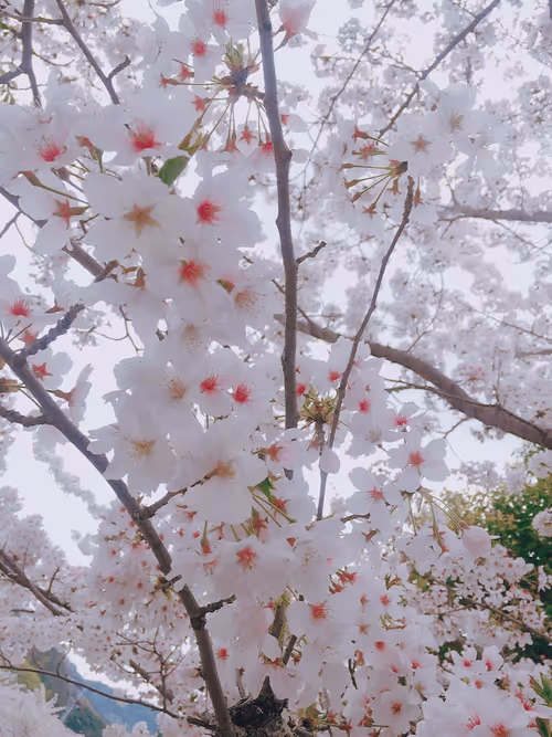 Item #15772796418151576578189172809221809355787198781109757270089476130509080756225 Media