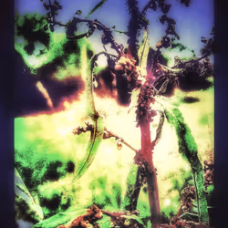 3787080761074609709675817509753112159059746763483256848434353845868454477825