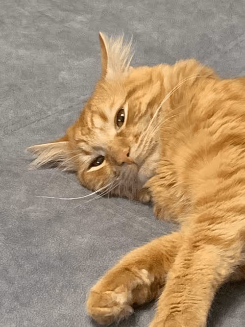 Item #42039913205685825126284801722072857085245062817790218601187825237472074268673 Media